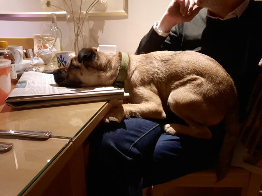 A small brown dog with a green collar rests its head on an open book on a table, lying on a person’s lap. The person sits with their hand near their chin, and various cups and dishes are on the table.