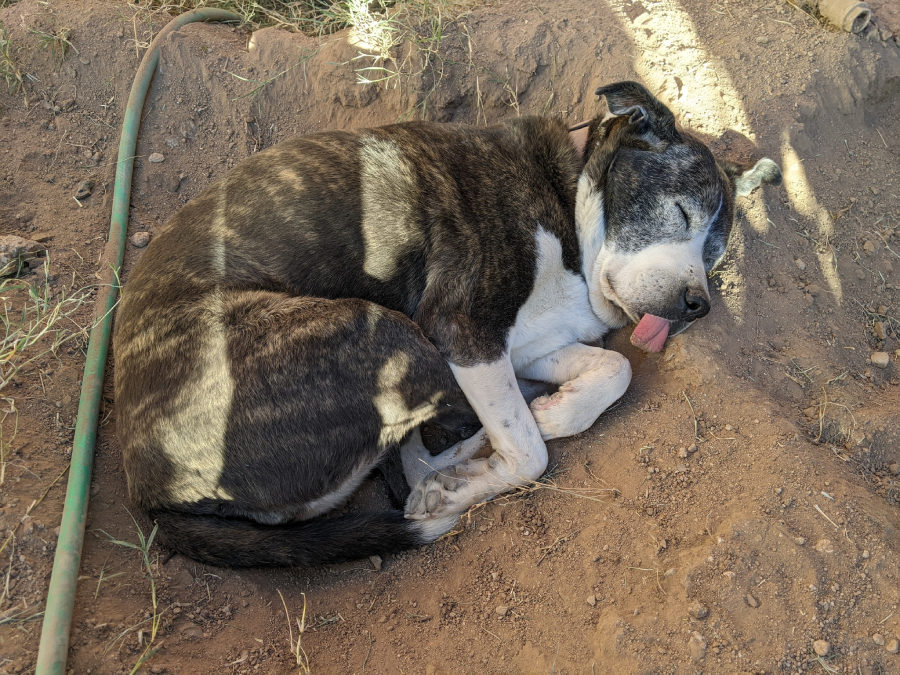 A black and white dog with its tongue sticking out sleeps curled up on dry dirt next to a green garden hose in a shaded outdoor area.