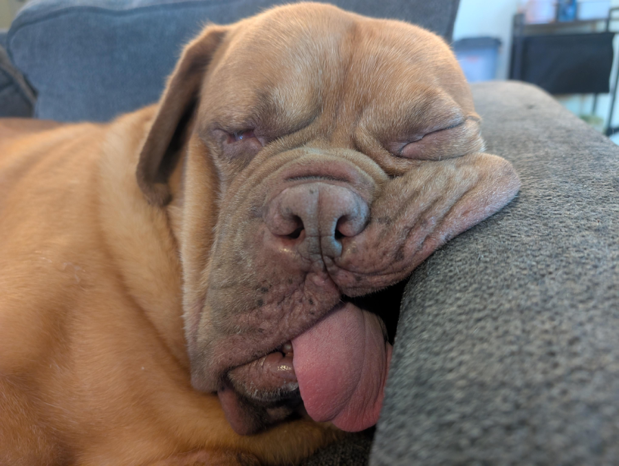 A large brown dog is sleeping with its head resting on a gray couch cushion, tongue sticking out and looking very relaxed and comfortable.