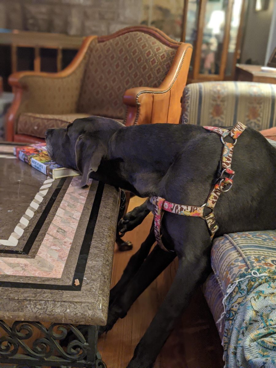 A large black dog in a patterned harness rests its head on a coffee table while its body is on a couch, looking very relaxed and sleepy.