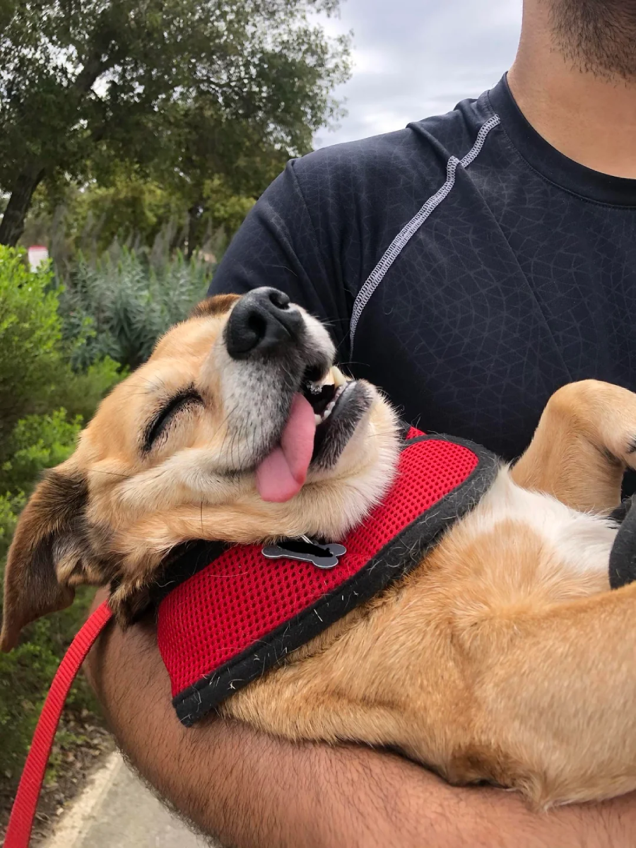 A small brown dog in a red harness is being held in a person’s arms, eyes closed and tongue sticking out, looking happy and relaxed.