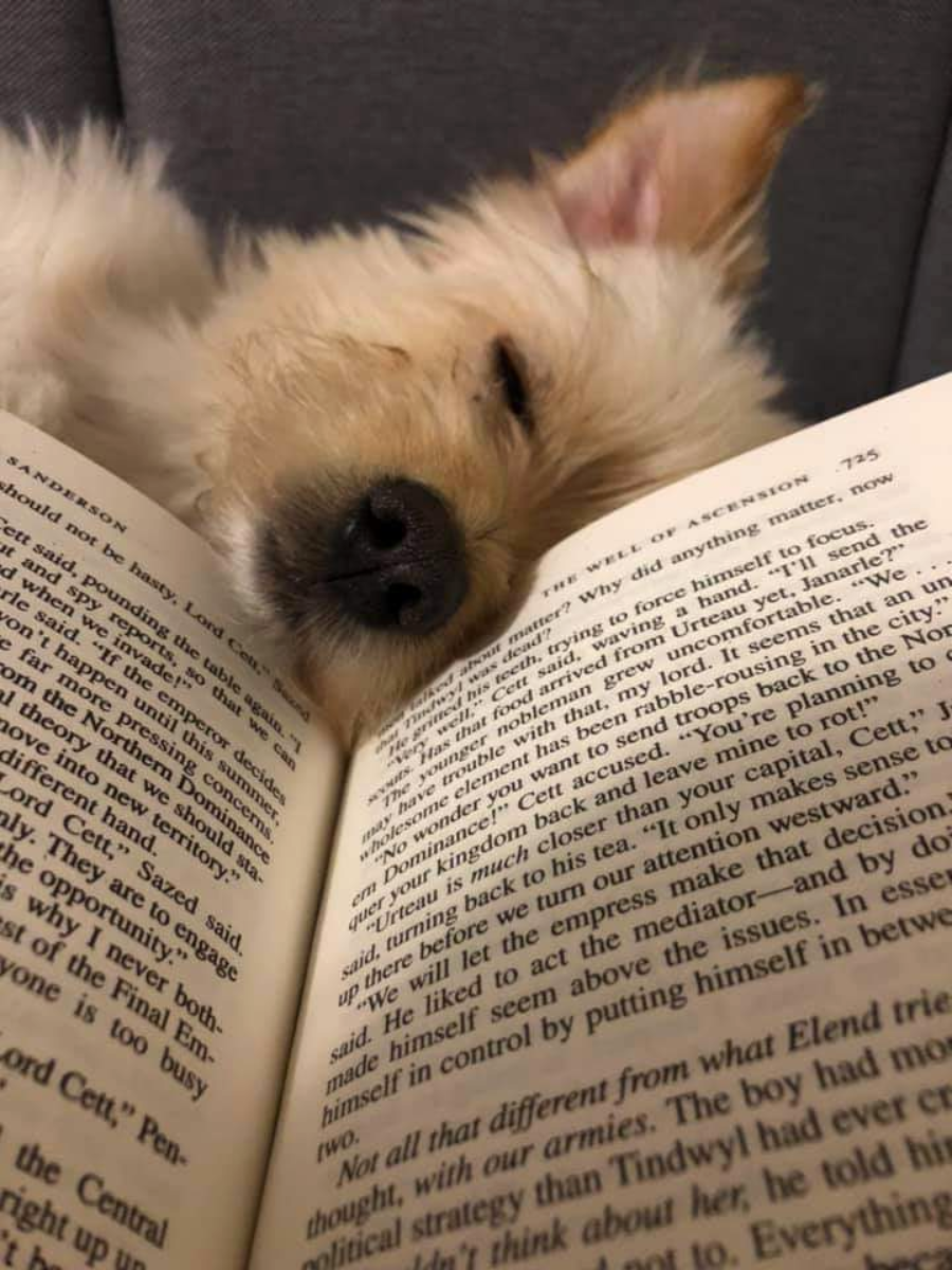 A fluffy dog is resting its head on an open book, appearing to be asleep with its nose touching the pages.