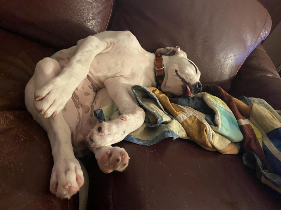 A white dog with spots sleeps on its back on a brown leather couch, legs splayed and tongue sticking out. A colorful quilt is next to the dog.