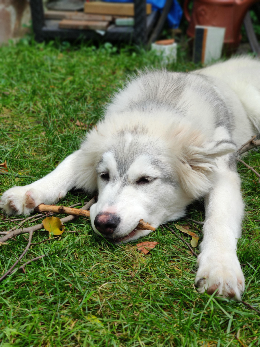 A fluffy white and gray dog lies on green grass, resting its head on a stick, looking calm and relaxed.