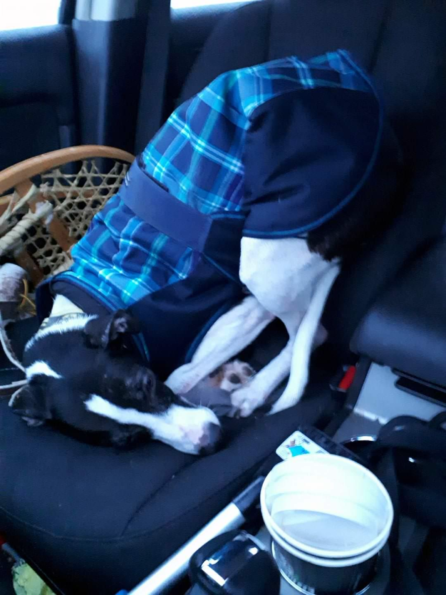A black and white dog wearing a blue plaid coat is curled up awkwardly on a car seat, with its head tucked under its body and legs.