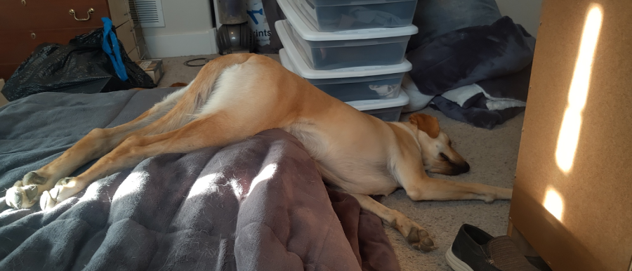 A tan dog is lying on its side on a bed, with its legs stretched out onto the floor in a sunlit bedroom. Storage bins, blankets, and a shoe are visible in the room.