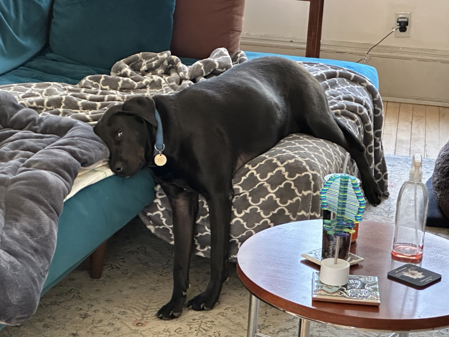 A black dog with a blue collar lounges awkwardly across a sofa and an ottoman, with its head resting on the couch and legs hanging off the ottoman. Nearby is a round table with various items.