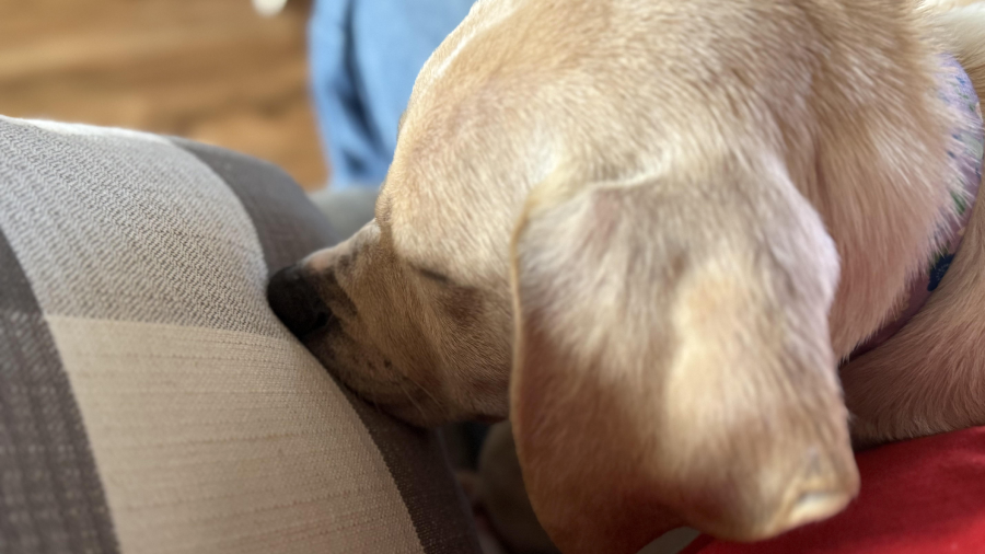 A light-colored dog rests its head on a striped cushion, with its eyes closed and ears relaxed. The image is taken from above, showing the dog’s head and part of a person’s red shirt nearby.