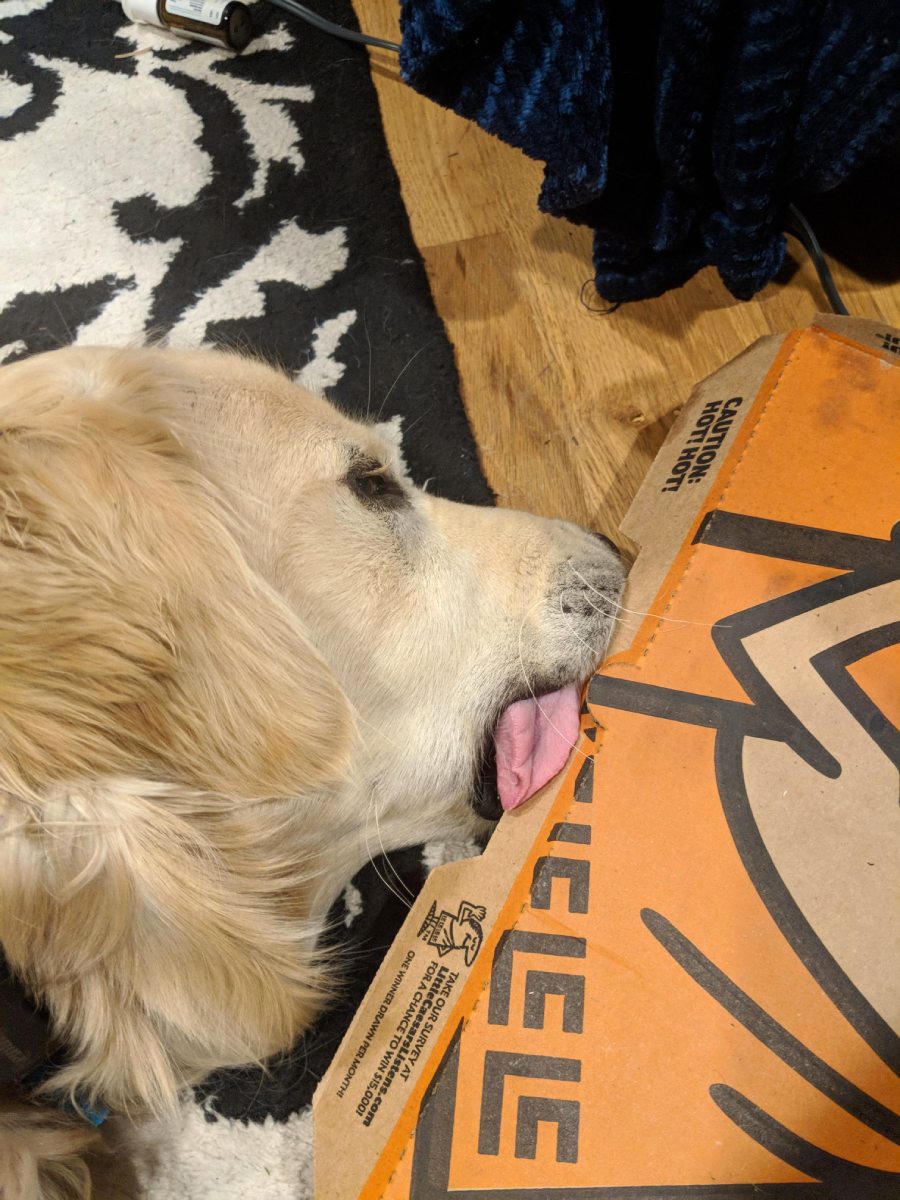 A golden retriever licks a closed Little Caesars pizza box on a wooden floor, next to a black-and-white rug and a blue blanket.