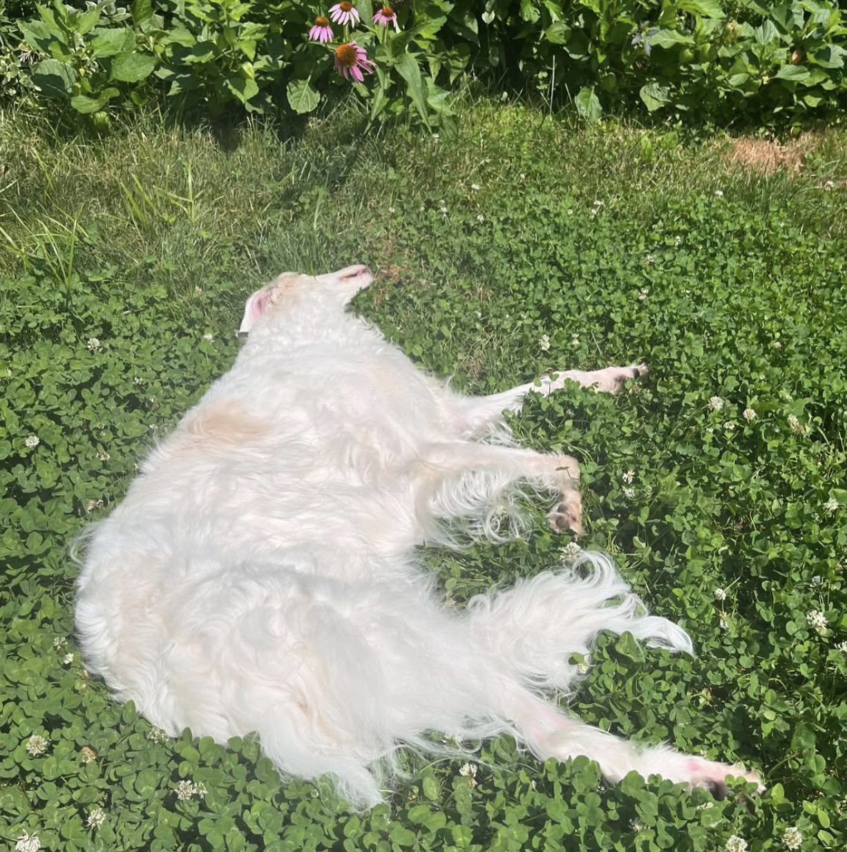 A fluffy white dog lies on its side in the grass, relaxing in the sunlight near green plants and purple flowers.