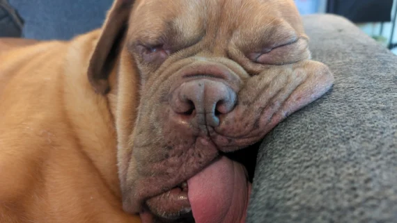 dogs-having-a-very-long-day