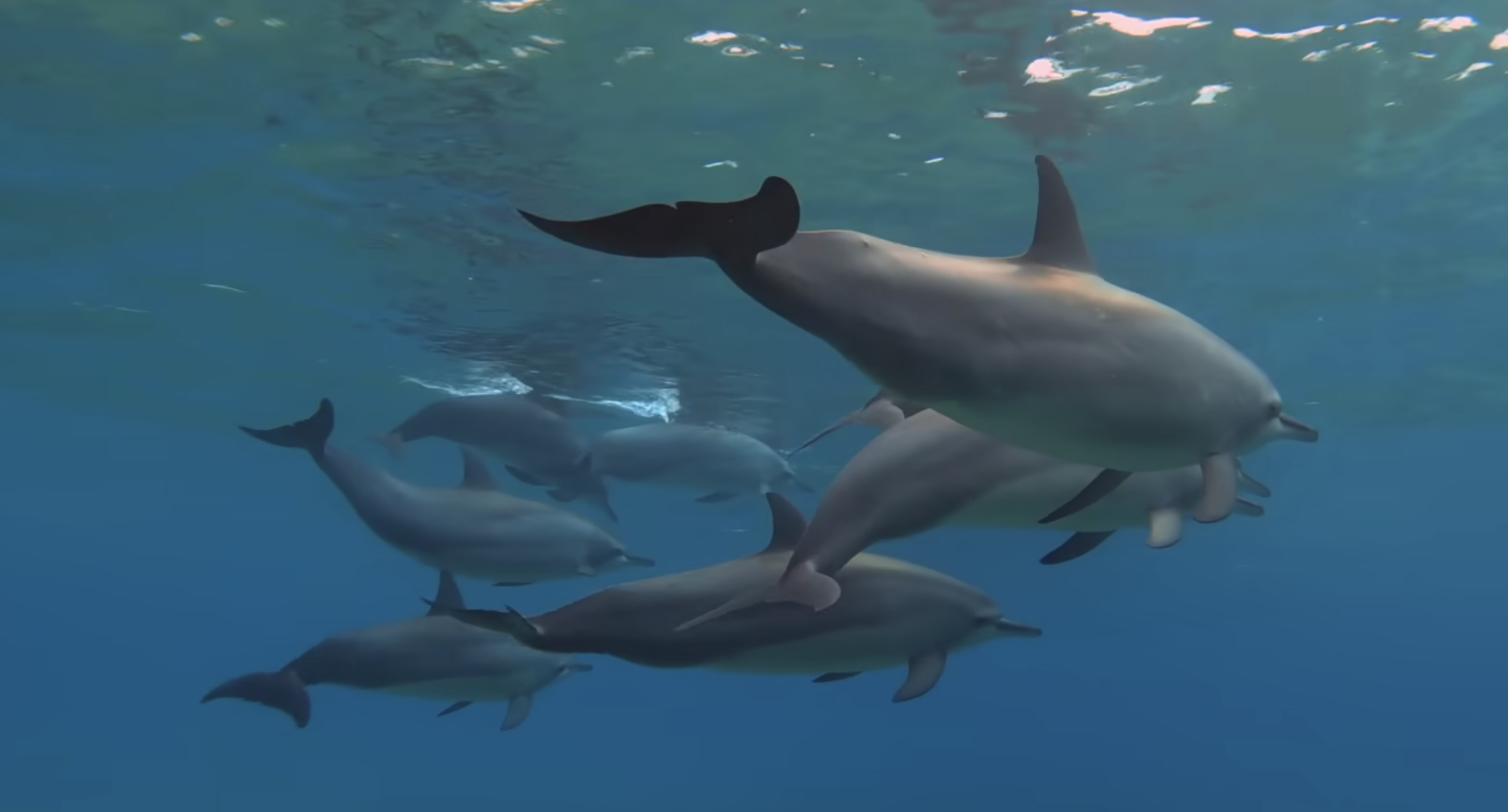 A pod of dolphins swimming together underwater.