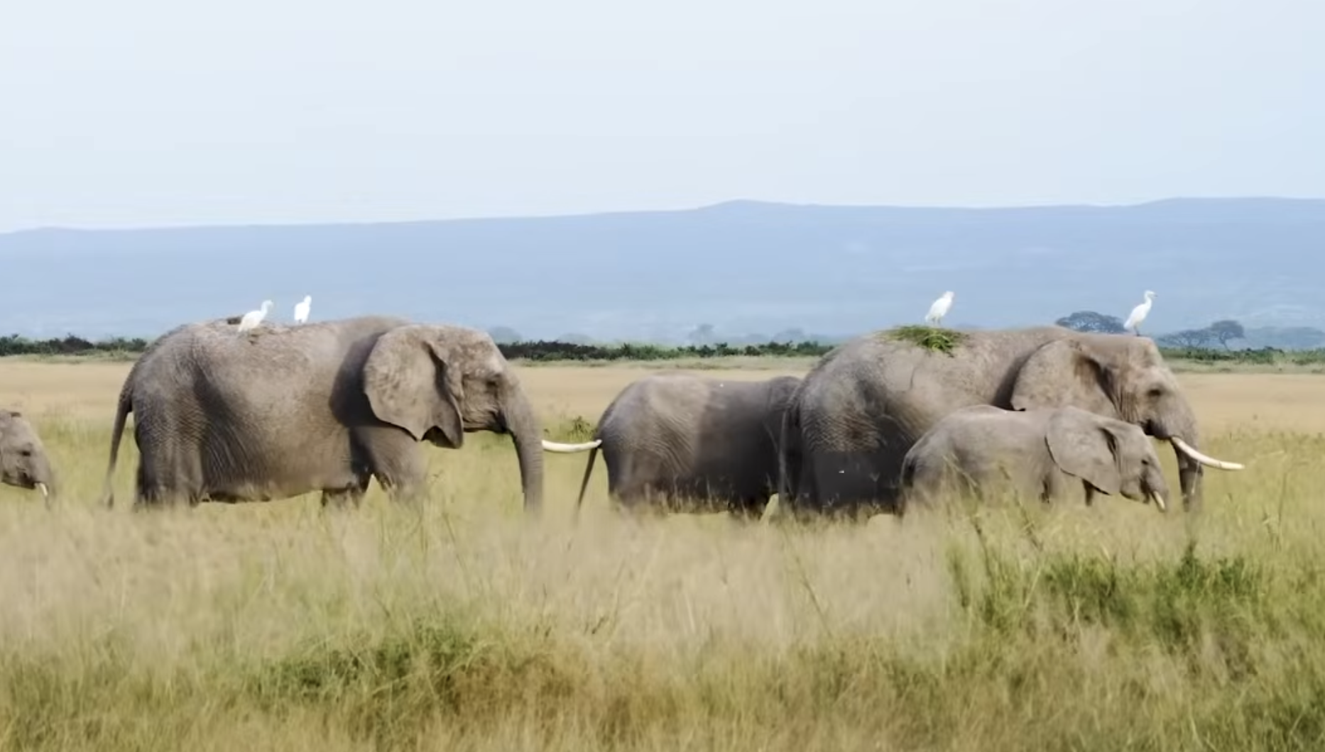 A small herd of elephants walks through tall savanna grass, with white birds perched on their backs.
