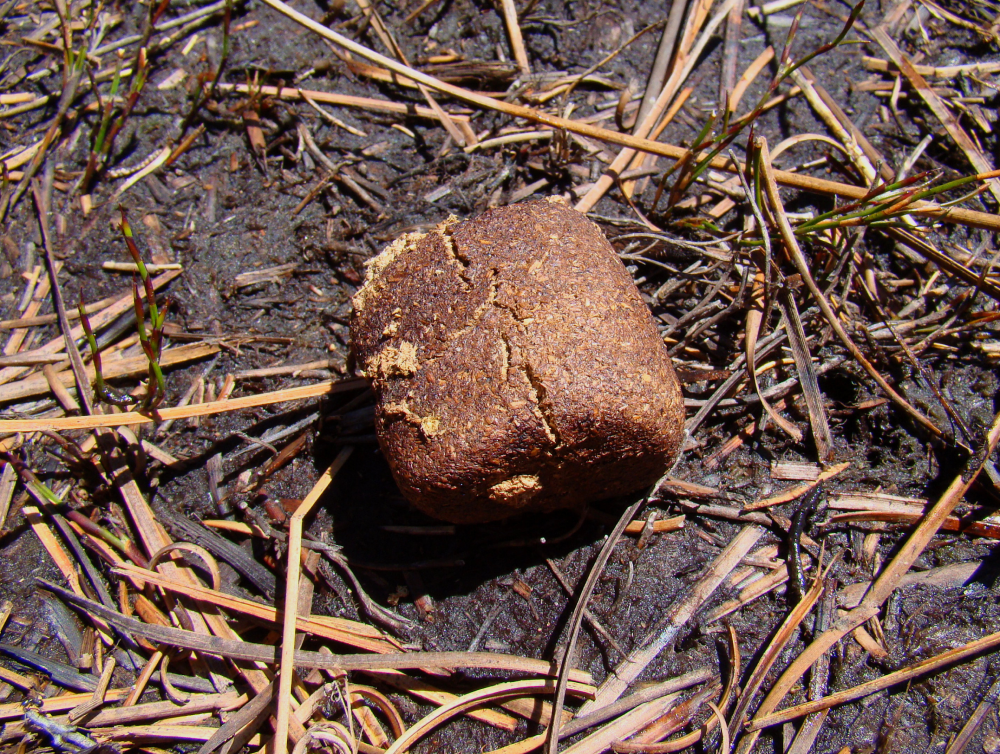 A block of brown, textured animal scat resting on dirt and scattered pine needles.