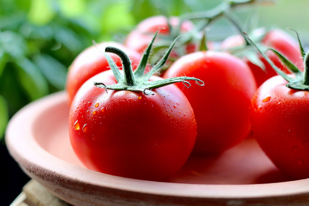 Fresh red tomatoes on the vine, sprinkled with water droplets, resting on a terracotta plate.