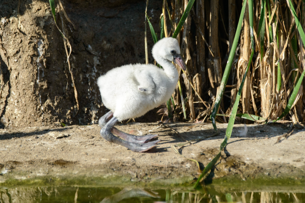 A fluffy white flamingo chick standing on a concrete bank near reeds.