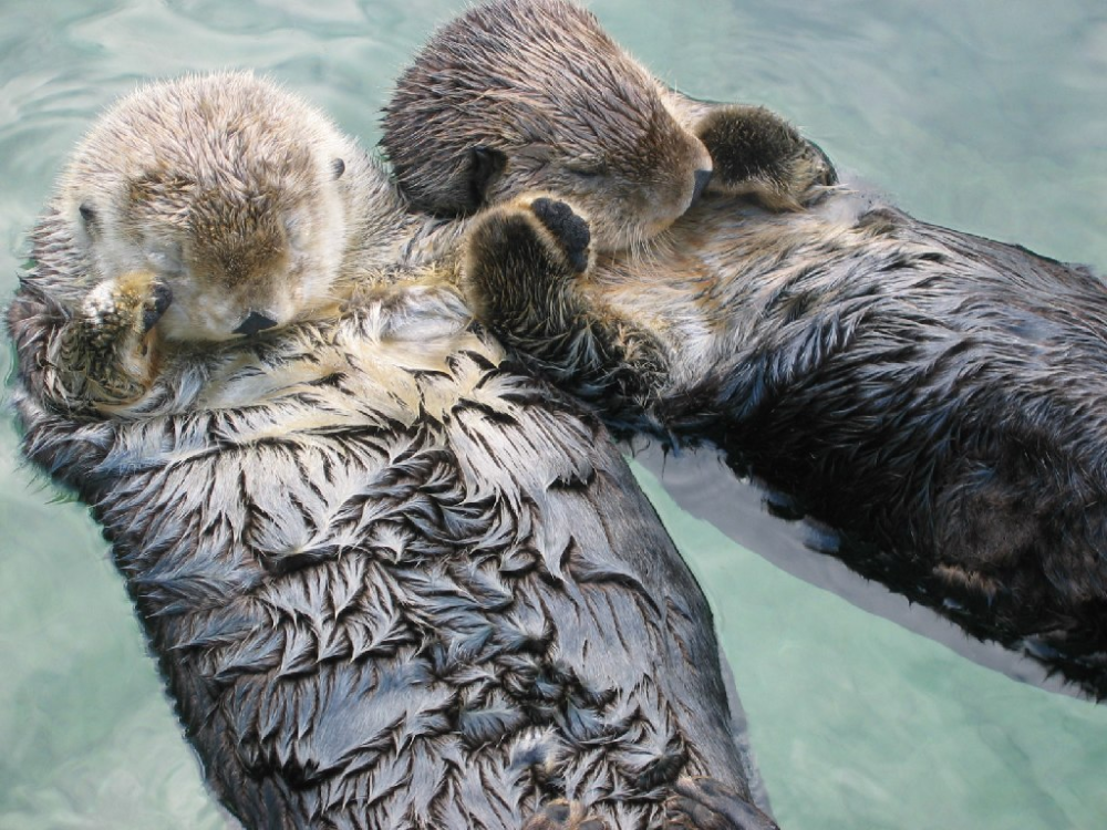 Two sea otters floating on their backs, holding paws.