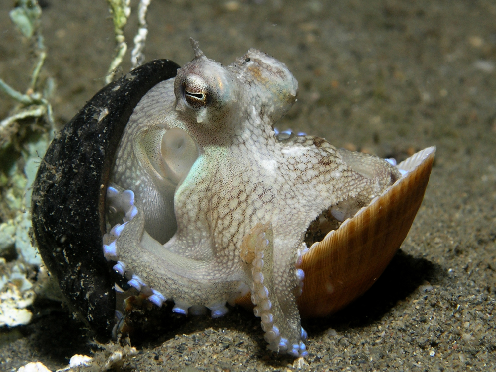 A small octopus resting inside two halves of a clam shell on the sandy seafloor.