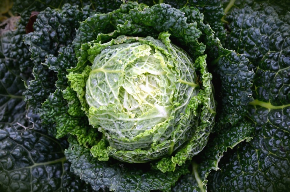 A head of crinkled, dark green Savoy cabbage growing in a garden.