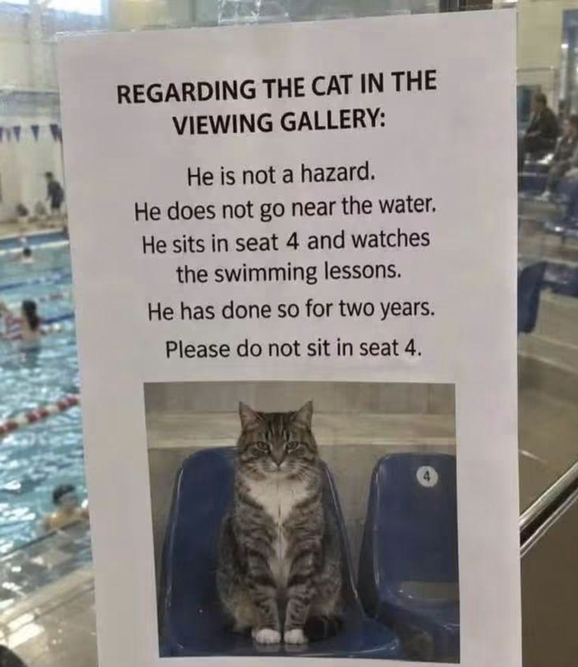 A sign in a swimming pool viewing gallery titled “Regarding the cat in the viewing gallery” explains that a cat watches swimming lessons from seat 4 and requests that visitors do not sit there; below is a photo of a tabby cat in that seat.