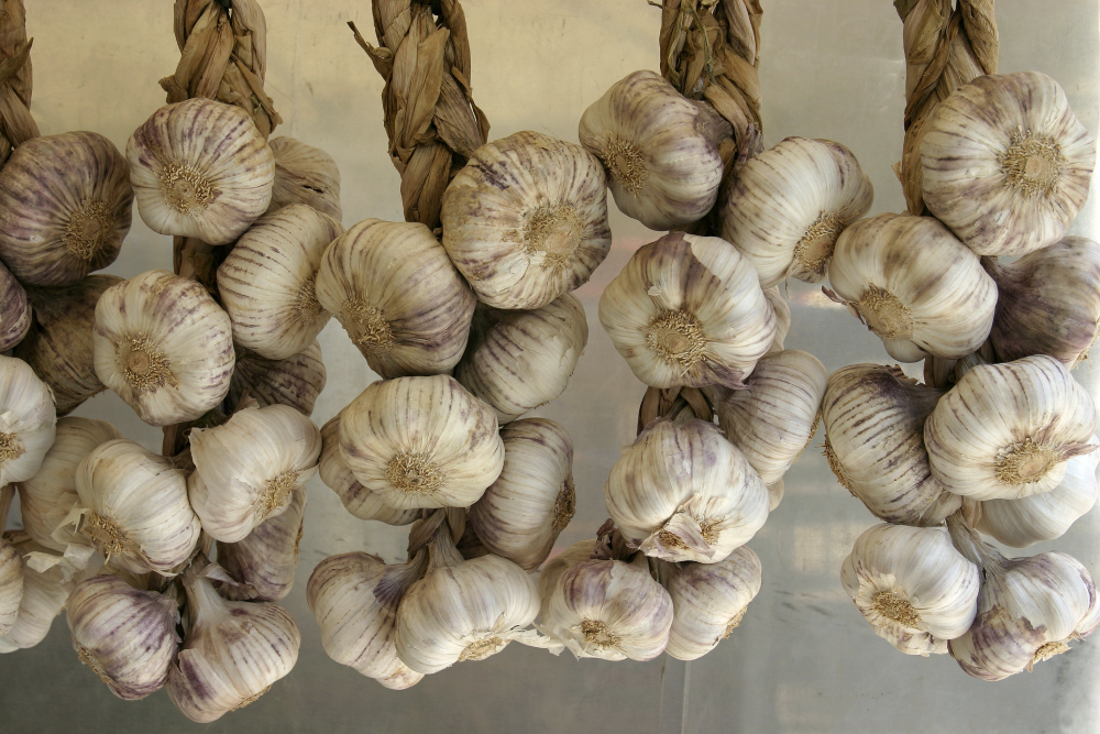 Four braided bundles of garlic bulbs hanging against a metallic background.