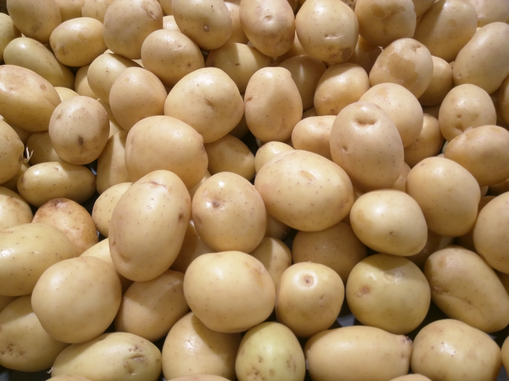 A large pile of yellow potatoes.