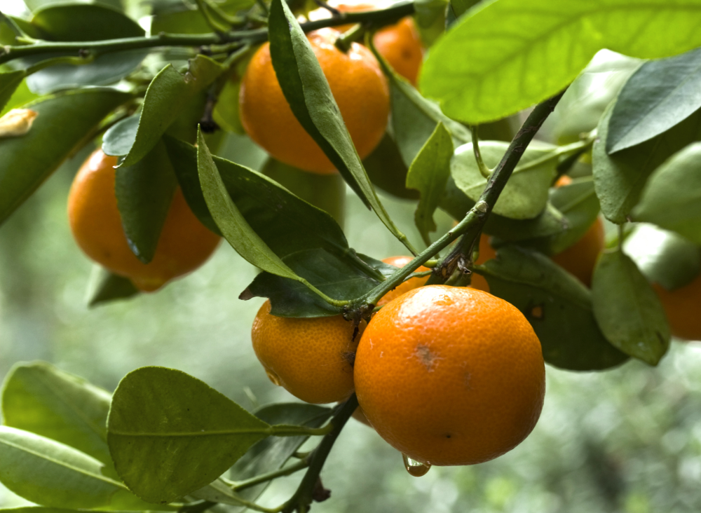 Several bright orange mandarins hang from a leafy citrus tree branch.