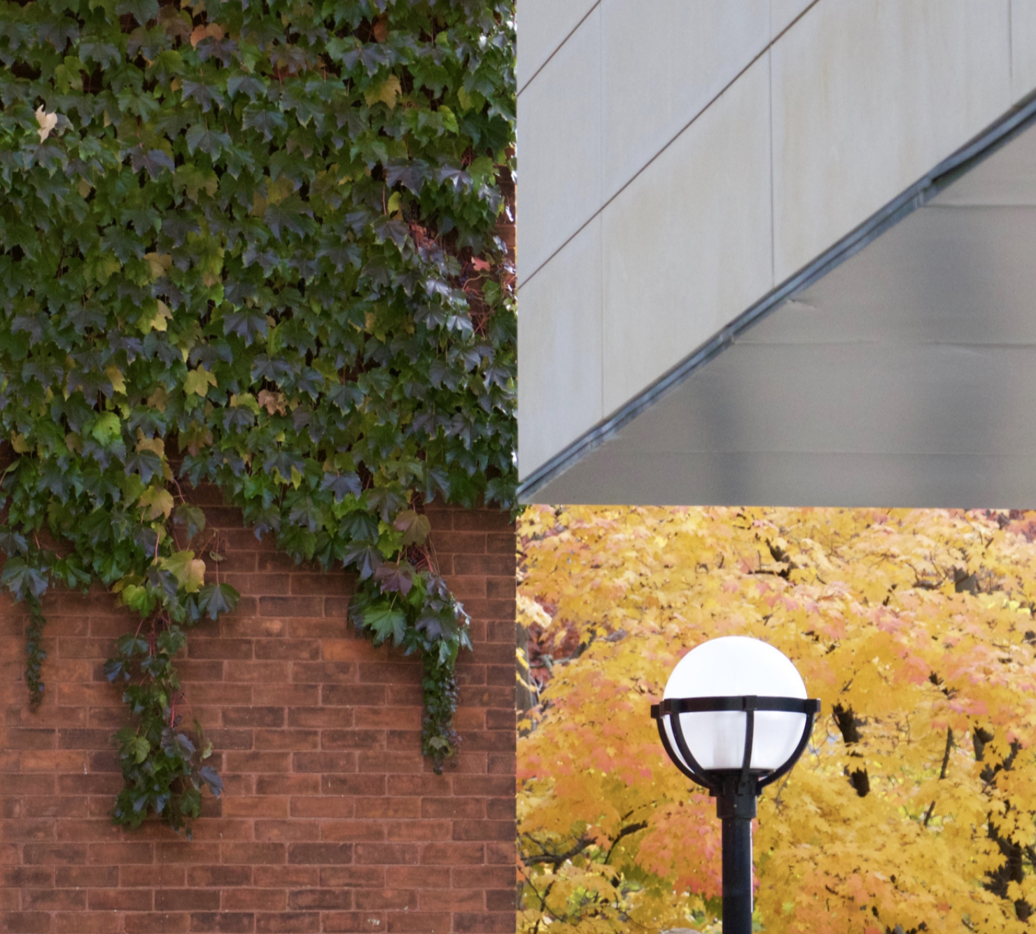 Ivy climbs a red brick wall beside a modern gray building. Below, a white globe lamp stands in front of bright yellow autumn leaves.