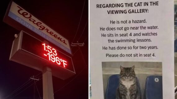 A Walgreens sign displaying -196 degrees Fahrenheit next to a flyer about a cat that watches swimming lessons from seat 4.