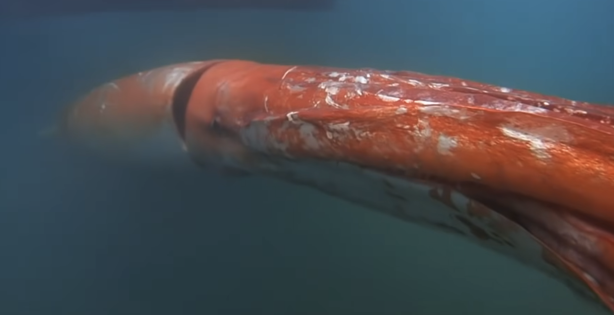 A close-up view of a giant squid swimming underwater.