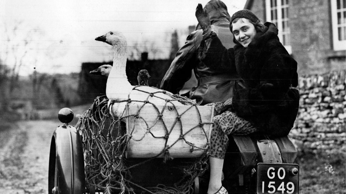 A woman in a coat smiles while sitting on the back of a vehicle with a goose and other parcels, outdoors on a rural road.