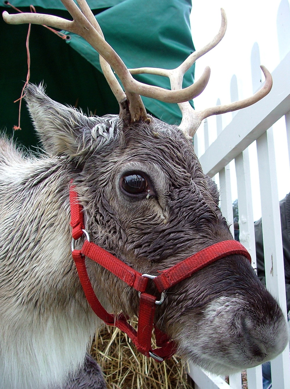 A close-up of a reindeer wearing a red halter, standing next to a white picket fence with green fabric in the background.