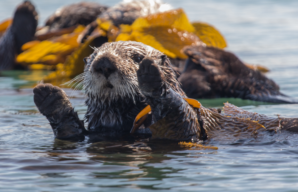 A sea otter floats on its back in water, holding its front paws up and surrounded by brownish-yellow kelp.