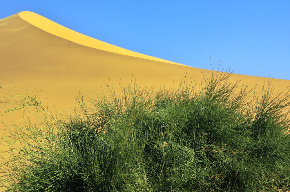 Green desert shrubs in the foreground with a large yellow sand dune and clear blue sky in the background.