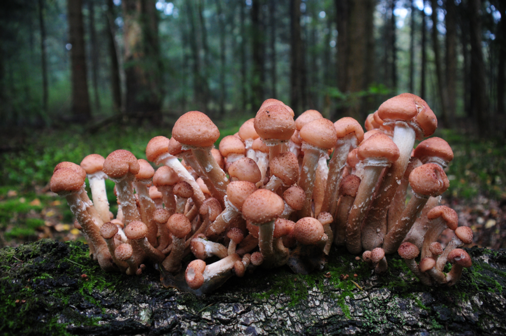A cluster of brown mushrooms grows on a mossy log in a dense forest, with tall trees and green foliage blurred in the background.
