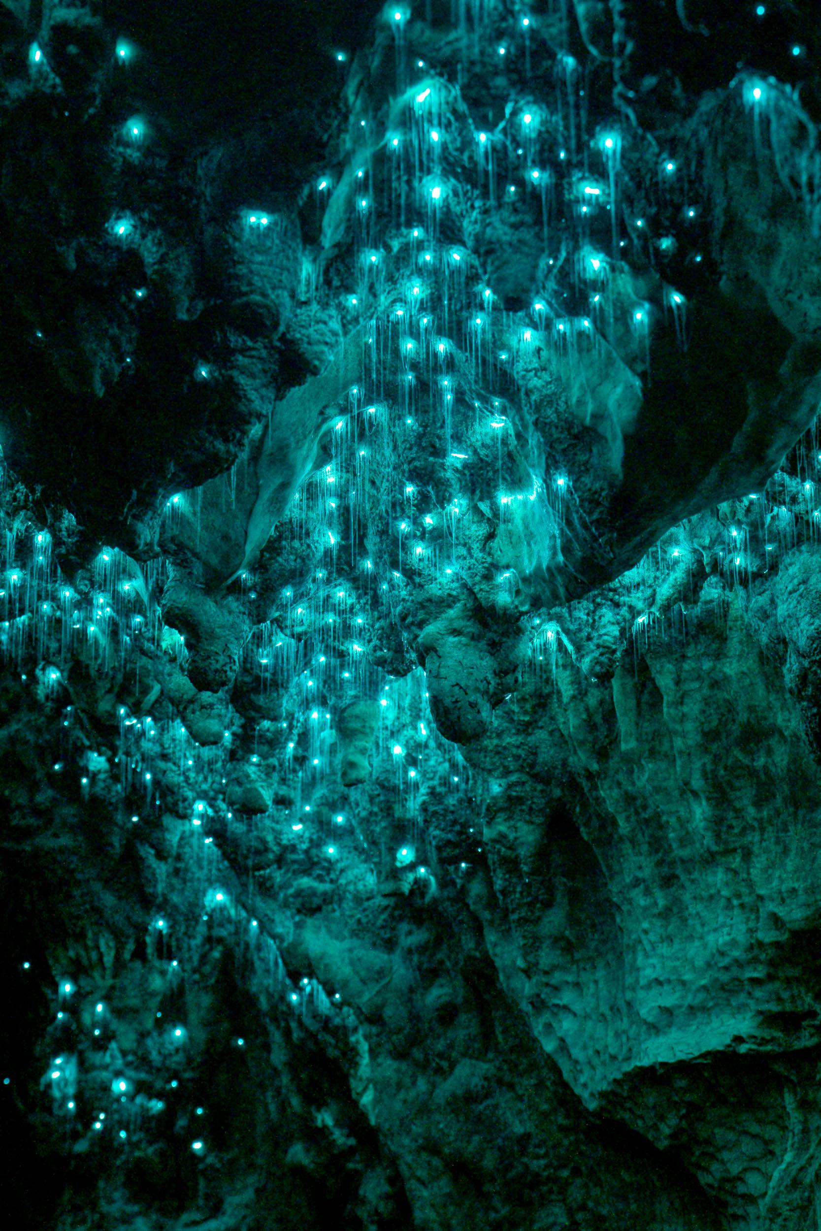 Glowing blue bioluminescent glowworms hanging from a dark cave ceiling.