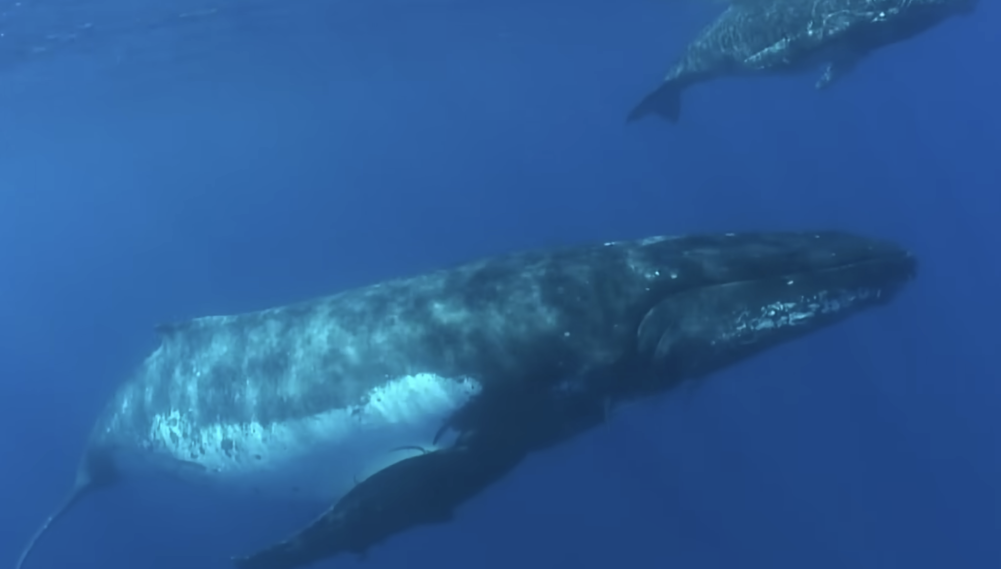 A humpback whale swims underwater with its calf, with another whale visible in the background.