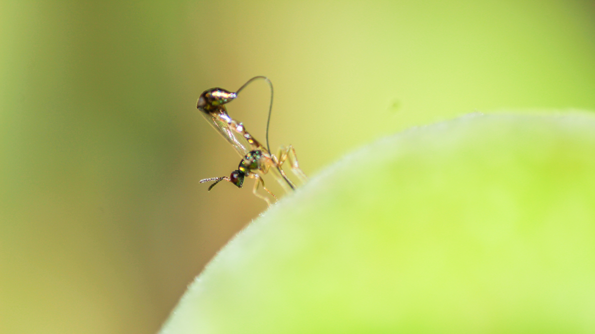 plants and animals partnerships. A close-up of a small insect with long antennae standing on the edge of a green leaf, with a blurred green background.