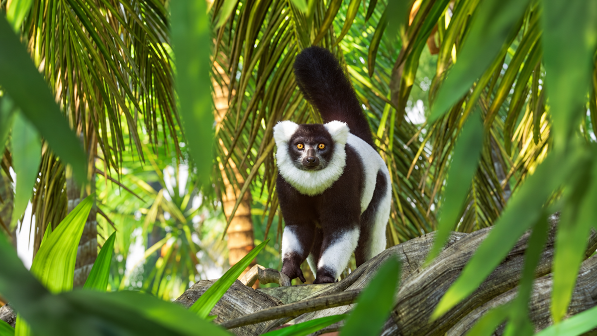 A black-and-white ruffed lemur stands alert on a tree branch, surrounded by lush green tropical foliage, with its tail raised and eyes wide open.