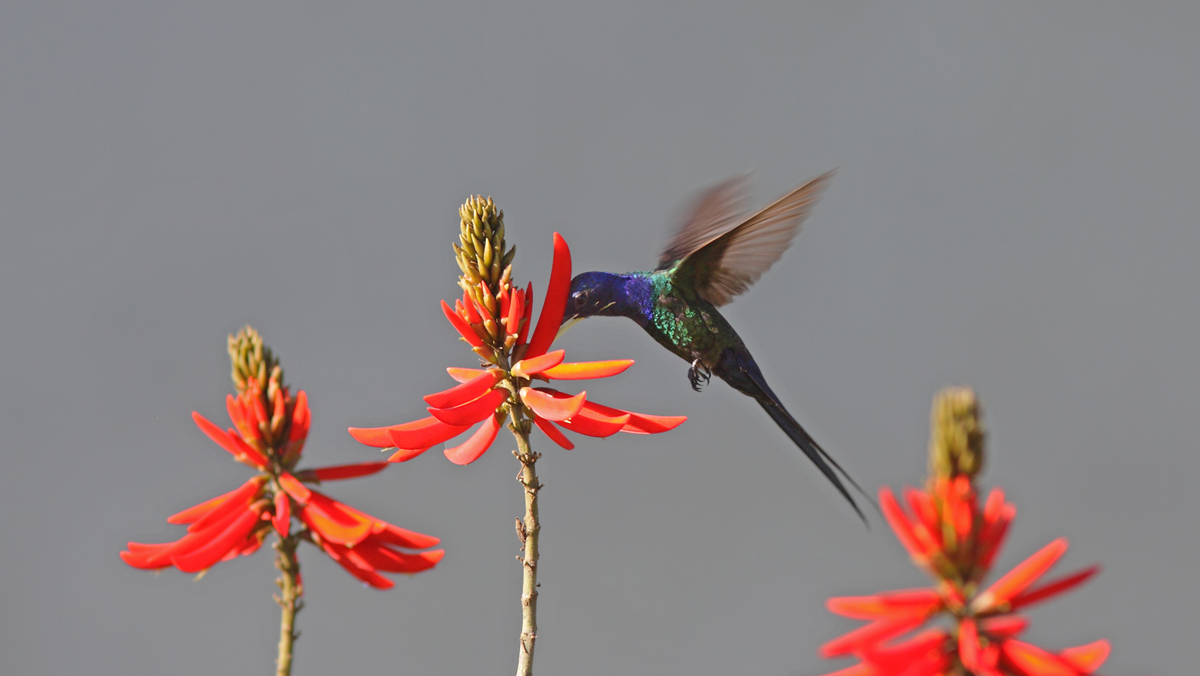 A hummingbird with iridescent feathers hovers near a cluster of vibrant red flowers, feeding with its long beak against a plain gray background.