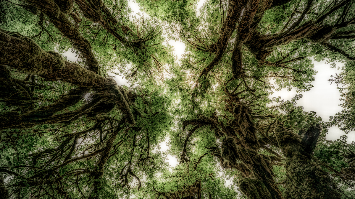 Looking up into the canopy of a moss-covered, old-growth forest.