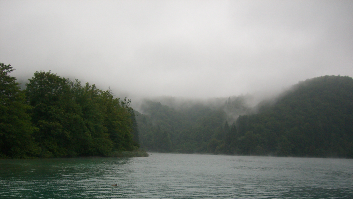 A foggy, forested shoreline along a calm lake with a lone duck swimming in the water.