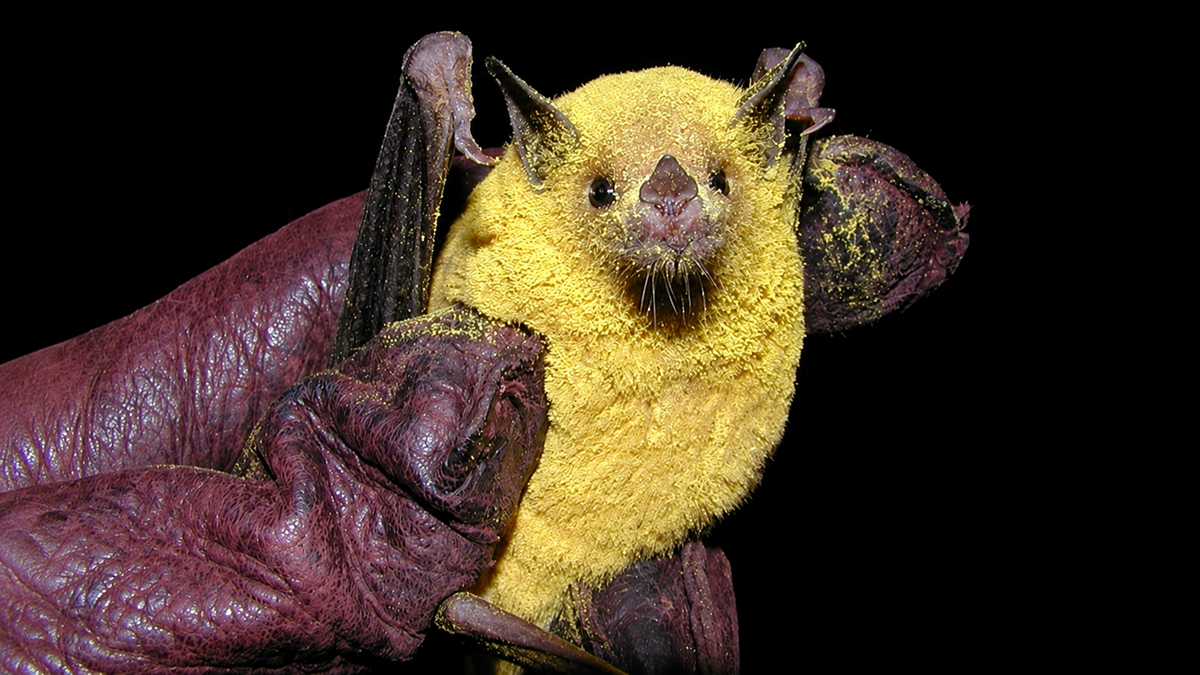 A gloved hand holds a small bat covered in bright yellow pollen against a black background.