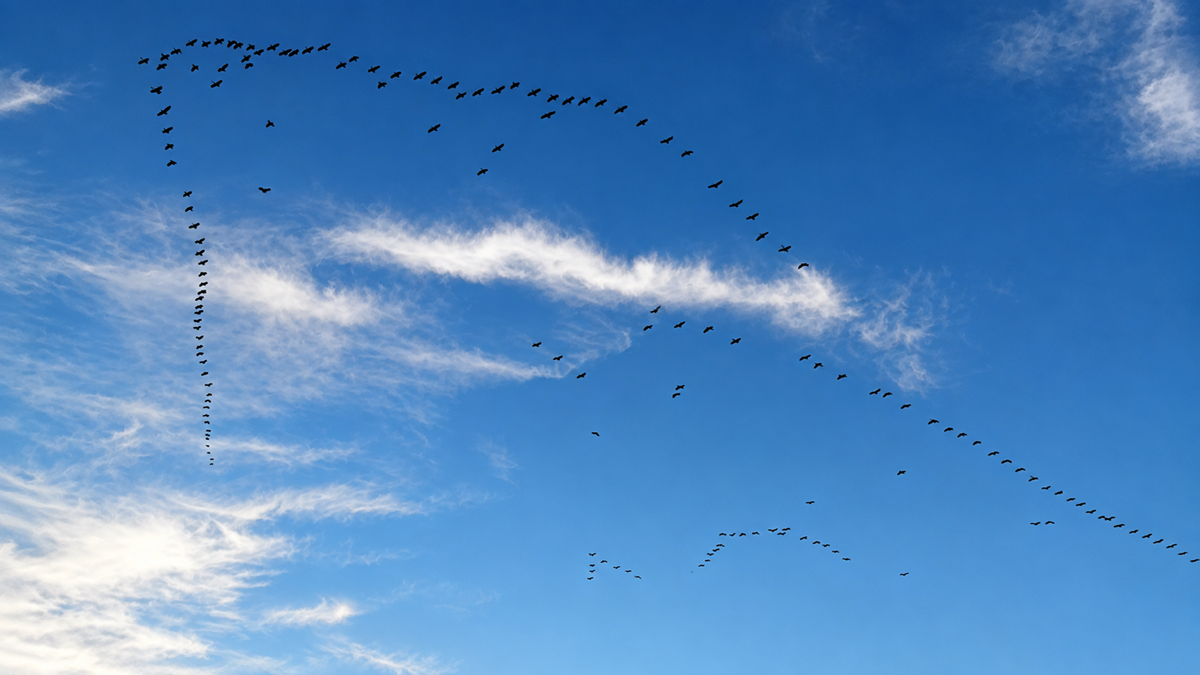 A large flock of birds flying in a V-formation across a blue sky with light clouds.