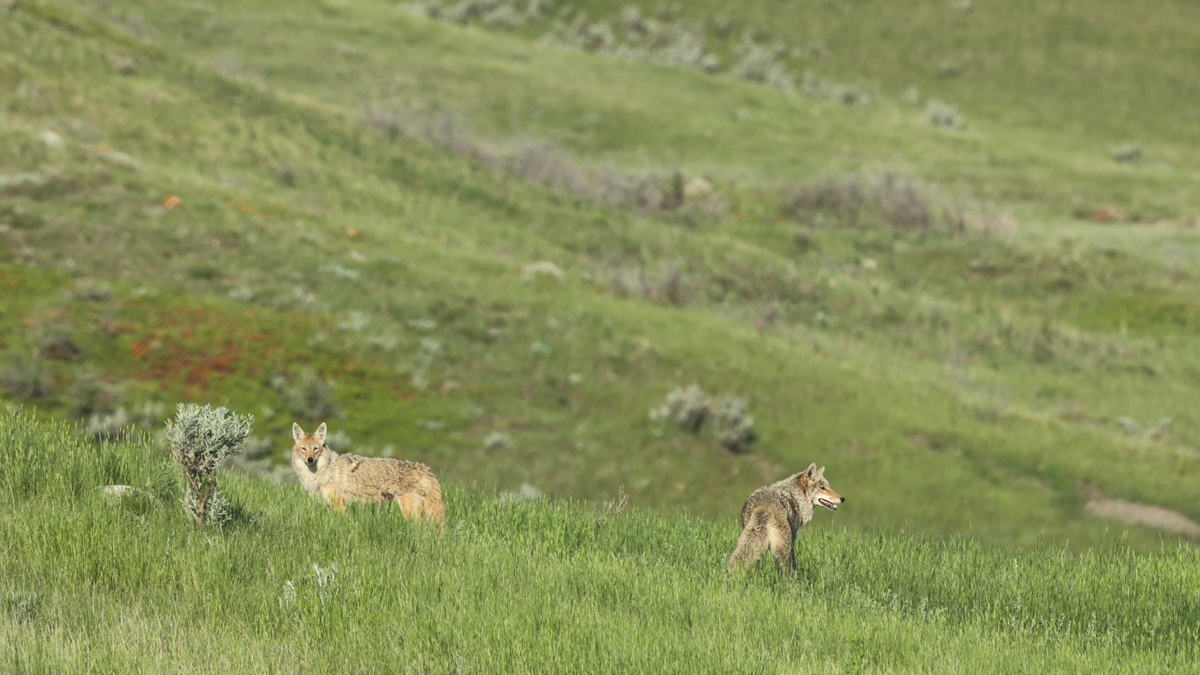 Two coyotes standing in a green grassy meadow.