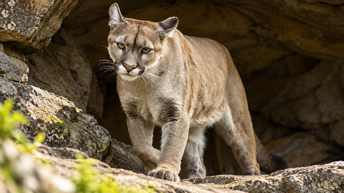 A mountain lion walking out of a rocky cave.
