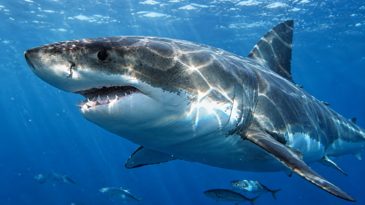 Predators. A great white shark swimming underwater with several smaller fish nearby.