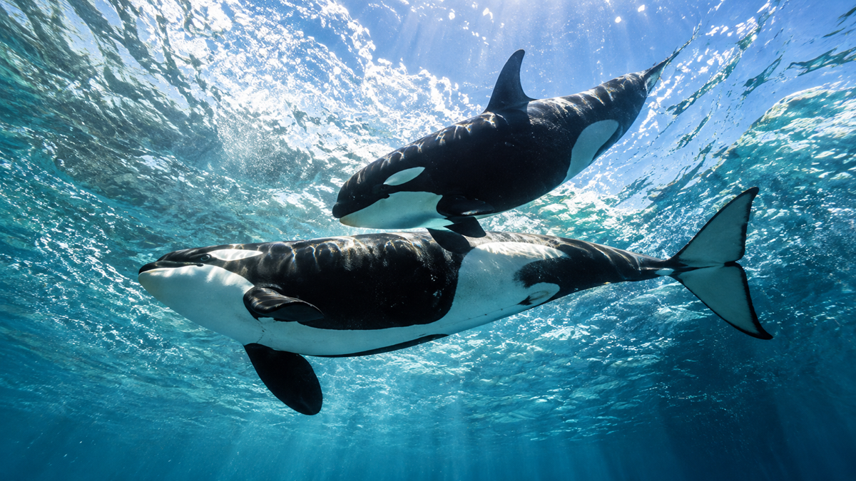 Two orcas swimming together near the ocean surface.
