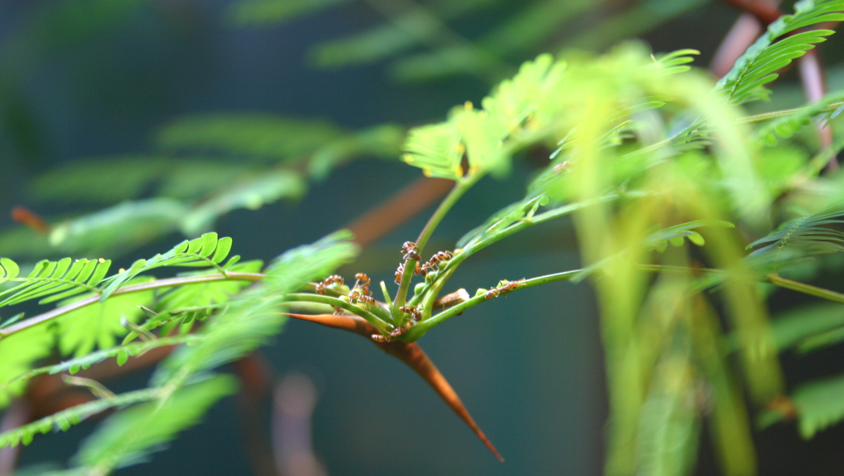 Close-up of green, delicate tamarind leaves with thin stems and small brown thorns, softly blurred background in shades of blue and green.