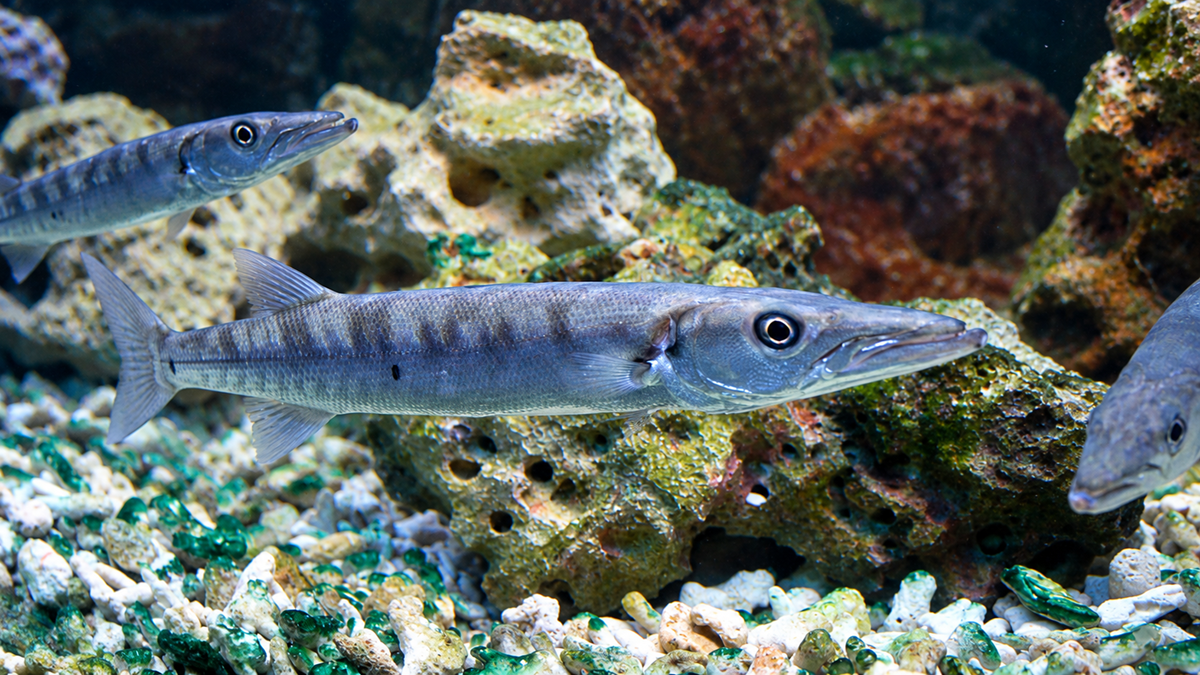 Three barracuda swim in an aquarium with a rock and pebble substrate.